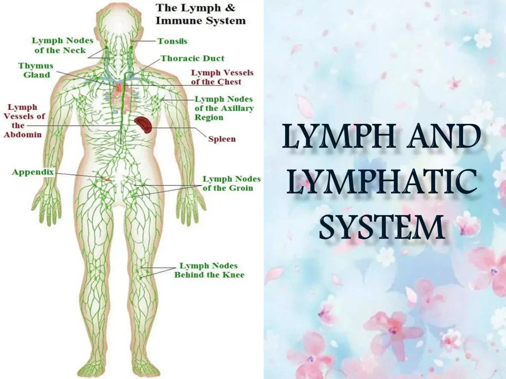 Lymphatic system, health, brush, breast health